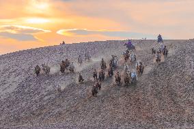 Camels Performance at Ulan Butong in Chifeng