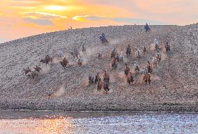 Camels Performance at Ulan Butong in Chifeng