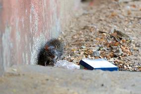 2 Days Campaign To Wipe Out Rodents  In Jaipur