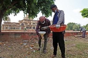 2 Days Campaign To Wipe Out Rodents  In Jaipur