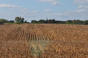 Agriculture In Markham, Canada