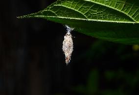 Animal India - Moth Cocoon - Trichomyrmex Destructor