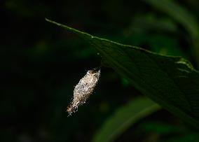 Animal India - Moth Cocoon - Trichomyrmex Destructor