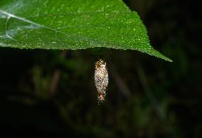 Animal India - Moth Cocoon - Trichomyrmex Destructor