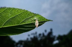 Animal India - Moth Cocoon - Trichomyrmex Destructor