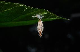 Animal India - Moth Cocoon - Trichomyrmex Destructor