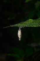 Animal India - Moth Cocoon - Trichomyrmex Destructor