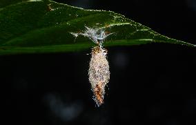 Animal India - Moth Cocoon - Trichomyrmex Destructor