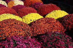 Colourful Autumn Mum Plants