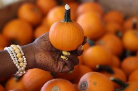 Pumpkins During The Autumn Season In Markham, Canada