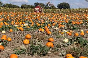 Pumpkins During The Autumn Season In Markham, Canada