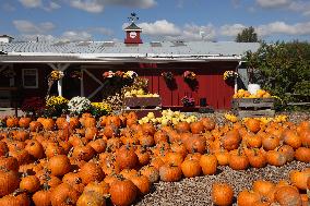 Pumpkins During The Autumn Season In Markham, Canada