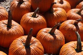 Pumpkins During The Autumn Season In Markham, Canada