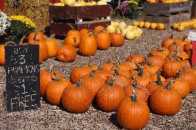 Pumpkins During The Autumn Season In Markham, Canada