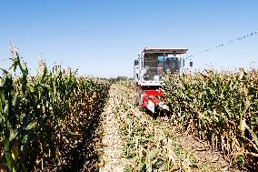 Corn Harvest in Suqian