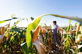 Corn Harvest in Suqian