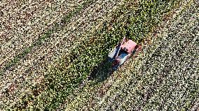 Corn Harvest in Suqian