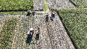 Corn Harvest in Suqian