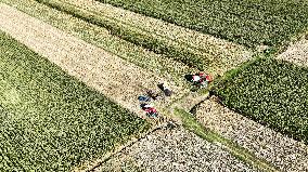 Corn Harvest in Suqian