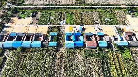 Corn Harvest in Suqian