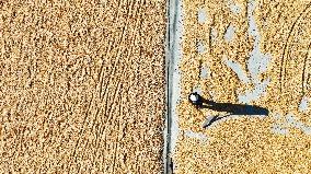 Corn Harvest in Suqian