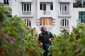 Clos Montmartre Grape Harvest - Paris