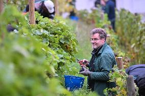 Clos Montmartre Grape Harvest - Paris