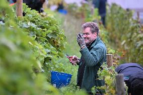 Clos Montmartre Grape Harvest - Paris