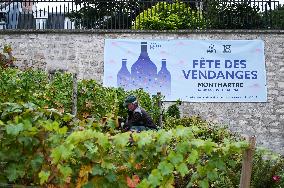 Clos Montmartre Grape Harvest - Paris