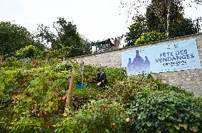 Clos Montmartre Grape Harvest - Paris