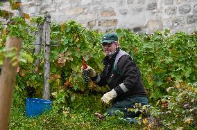 Clos Montmartre Grape Harvest - Paris