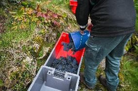 Clos Montmartre Grape Harvest - Paris