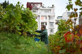 Clos Montmartre Grape Harvest - Paris