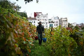 Clos Montmartre Grape Harvest - Paris