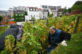 Clos Montmartre Grape Harvest - Paris