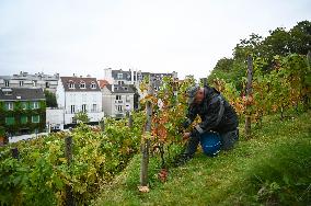 Clos Montmartre Grape Harvest - Paris