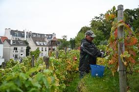 Clos Montmartre Grape Harvest - Paris