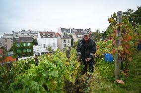 Clos Montmartre Grape Harvest - Paris