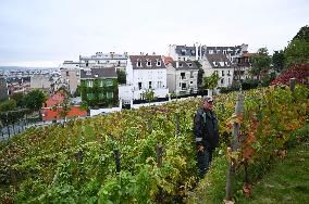 Clos Montmartre Grape Harvest - Paris