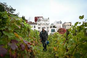 Clos Montmartre Grape Harvest - Paris