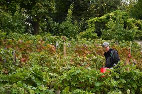 Clos Montmartre Grape Harvest - Paris