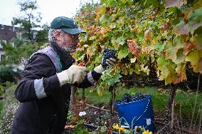 Clos Montmartre Grape Harvest - Paris