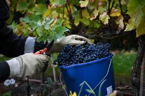 Clos Montmartre Grape Harvest - Paris