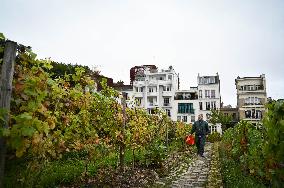 Clos Montmartre Grape Harvest - Paris