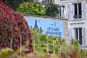 Clos Montmartre Grape Harvest - Paris