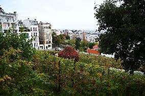 Clos Montmartre Grape Harvest - Paris