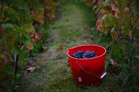 Clos Montmartre Grape Harvest - Paris