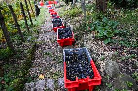 Clos Montmartre Grape Harvest - Paris