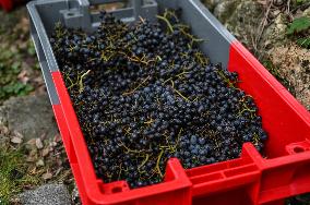 Clos Montmartre Grape Harvest - Paris