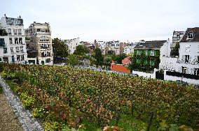 Clos Montmartre Grape Harvest - Paris